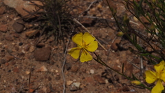 Crocanthemum aldersonii