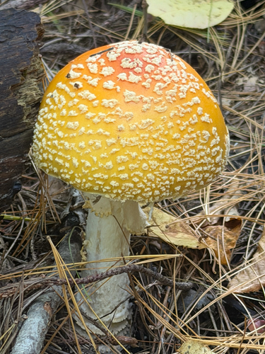 Fly Agaric