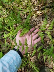 Pteridium aquilinum