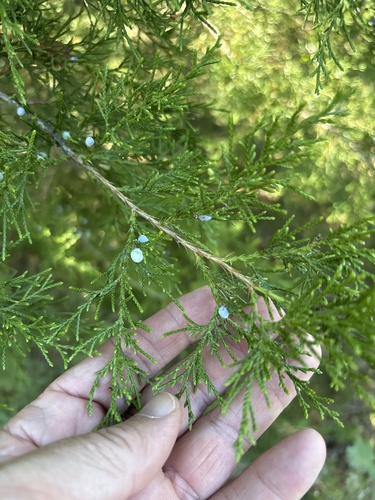 eastern redcedar