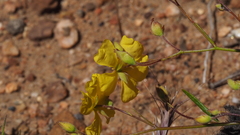 Crocanthemum aldersonii