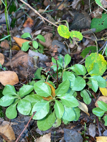 one-sided wintergreen