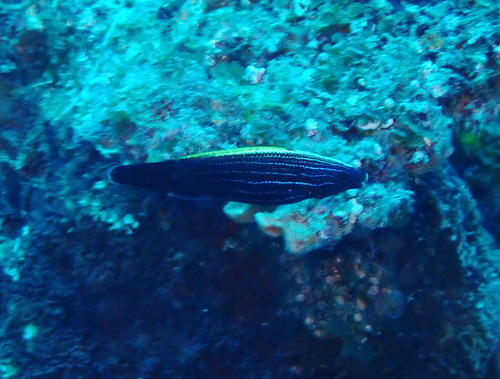 Labropsis xanthonota observed 2026-09-10