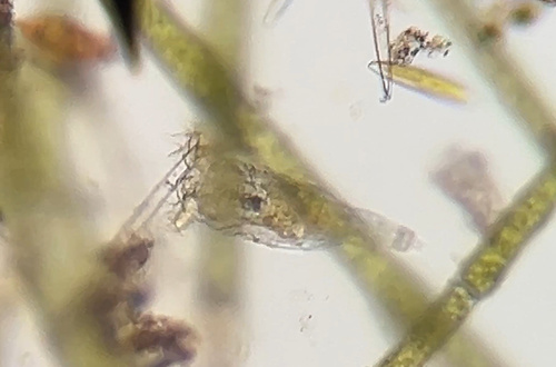 Philodina megalotrocha
