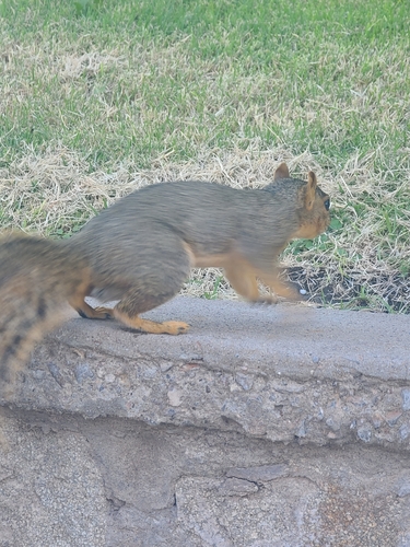 Eastern Fox Squirrel