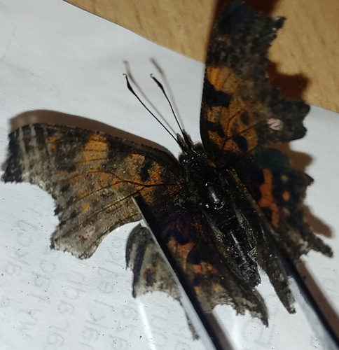 European Comma