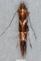 Cosmopterix nitens