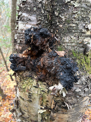 chaga