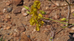 Crocanthemum aldersonii