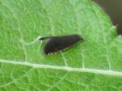 Pammene germmana