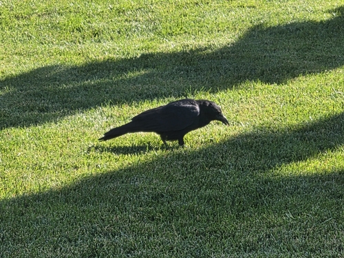 Western Crow