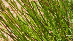 Crocanthemum aldersonii