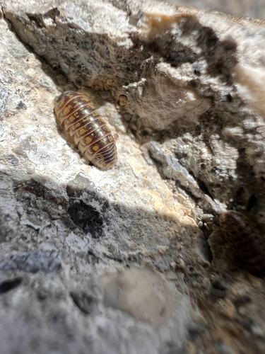 Versicolored Pill Woodlouse