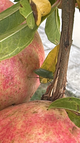 Southern Green Stink Bug