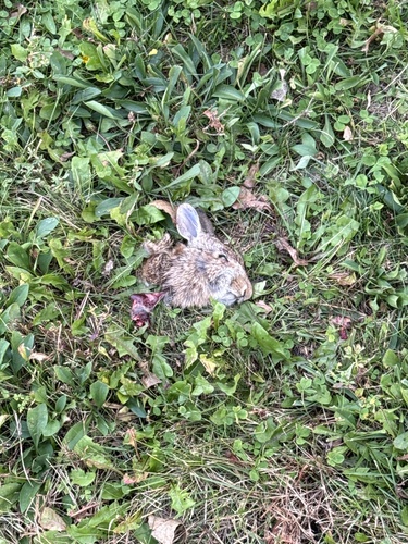 Eastern Cottontail