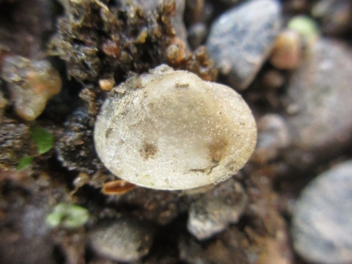 Sphaerium transversum, 2026-10-07