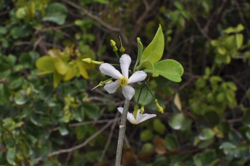 Tabernaemontana amygdalifolia observed 2026-10-09
