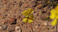 Crocanthemum aldersonii