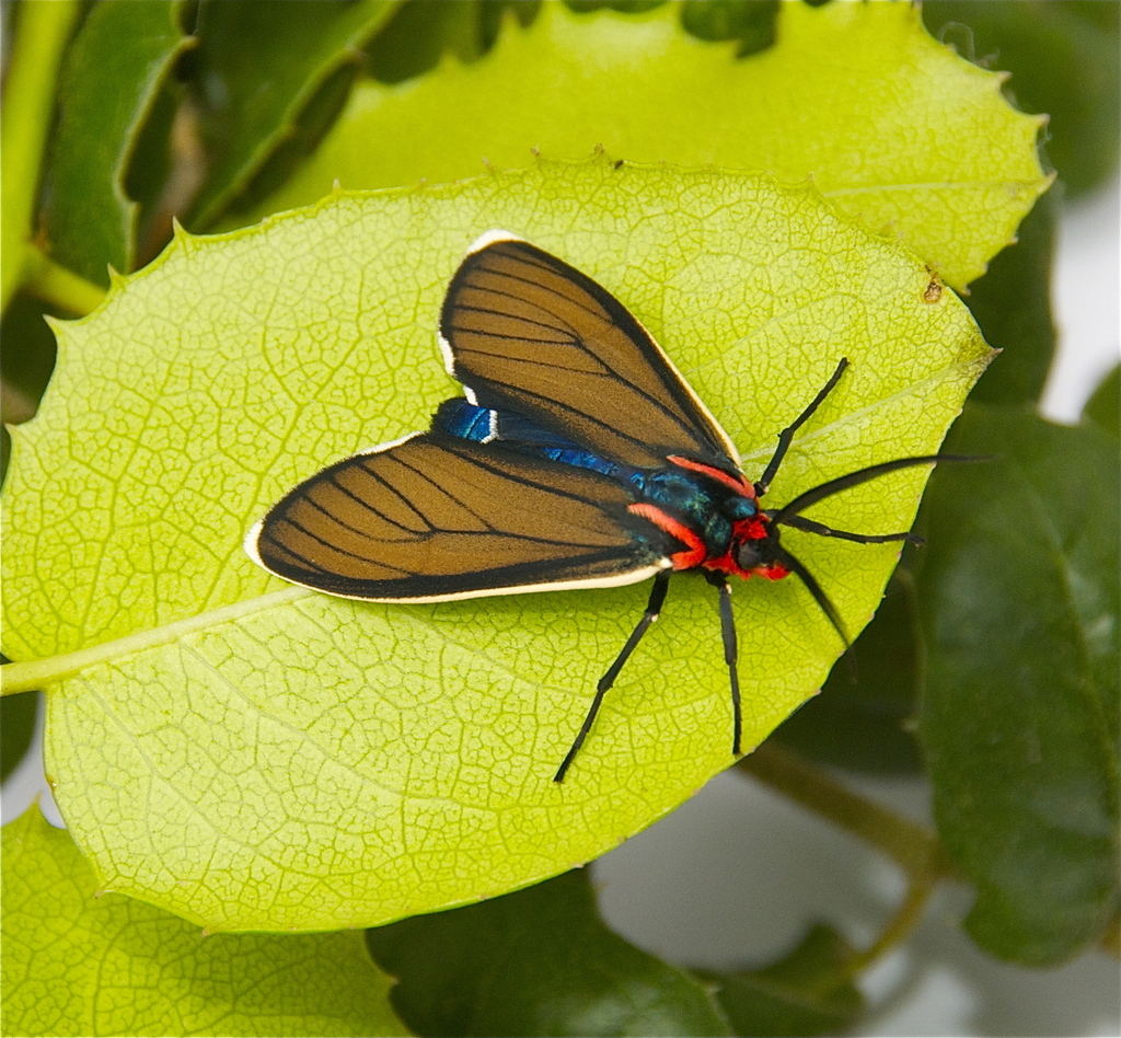 Ctenucha