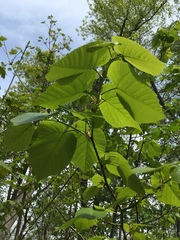 Tilia americana americana