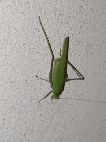 Mediterranean Katydid