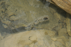 Salamandrina perspicillata