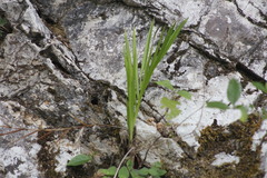 Chamaedorea radicalis