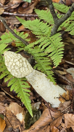 common stinkhorn