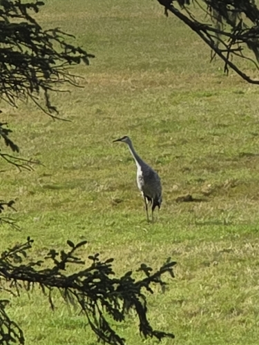 Sandhill Crane