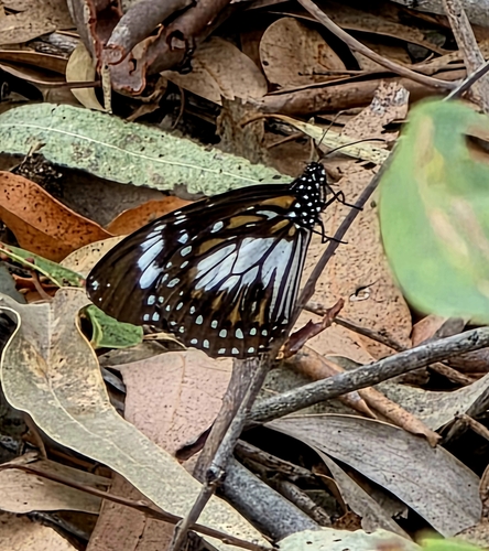 Danaus affinis, 2026-10-10