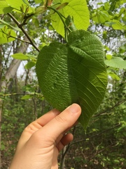 Tilia americana americana
