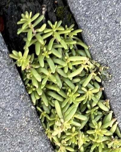 white stonecrop