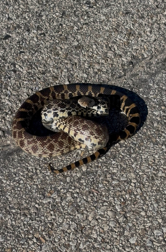 Bullsnake