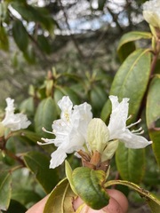 Rhododendron carolinianum