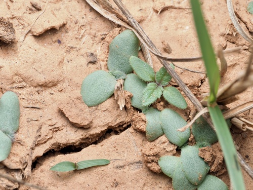 wedgeleaf draba