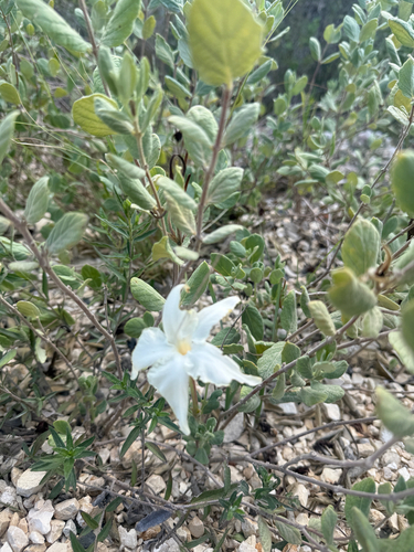 plateau rocktrumpet