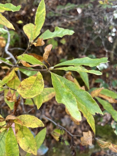 Rhododendron roseum observed 2026-10-09