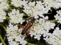 Stenopterus rufus rufus