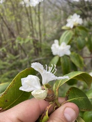 Rhododendron carolinianum