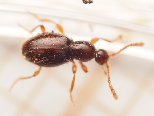 Scydmaenus, 2026-10-09