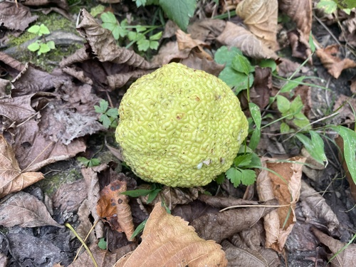 Osage-orange