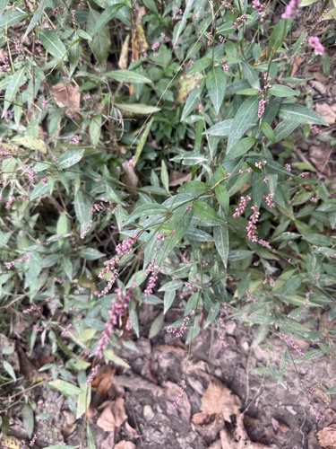 low smartweed