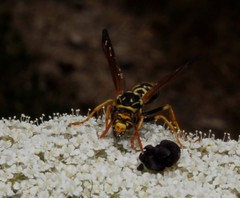 Polistes dominula