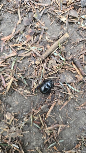 Woodland Dor Beetle