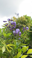 Millettieae