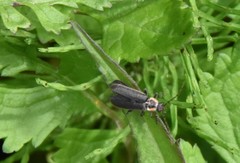 Atalantycha dentigera