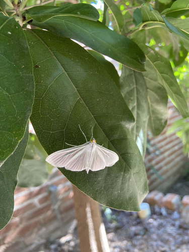 Polilla Blanca Satinada