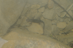 Salamandrina perspicillata