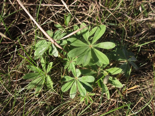 Lupinus perennis, 2026-10-09