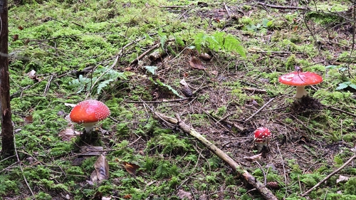 Fly Agaric